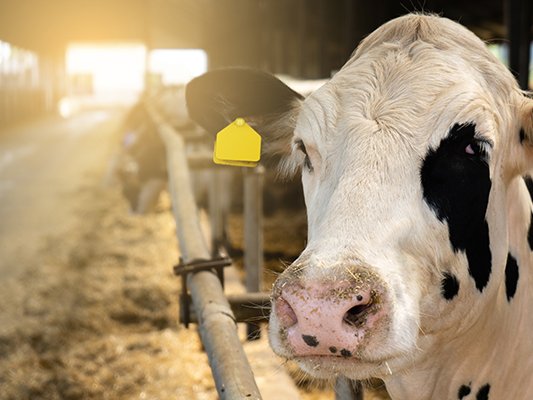 RFID ear tags used for livestock tracking and identification