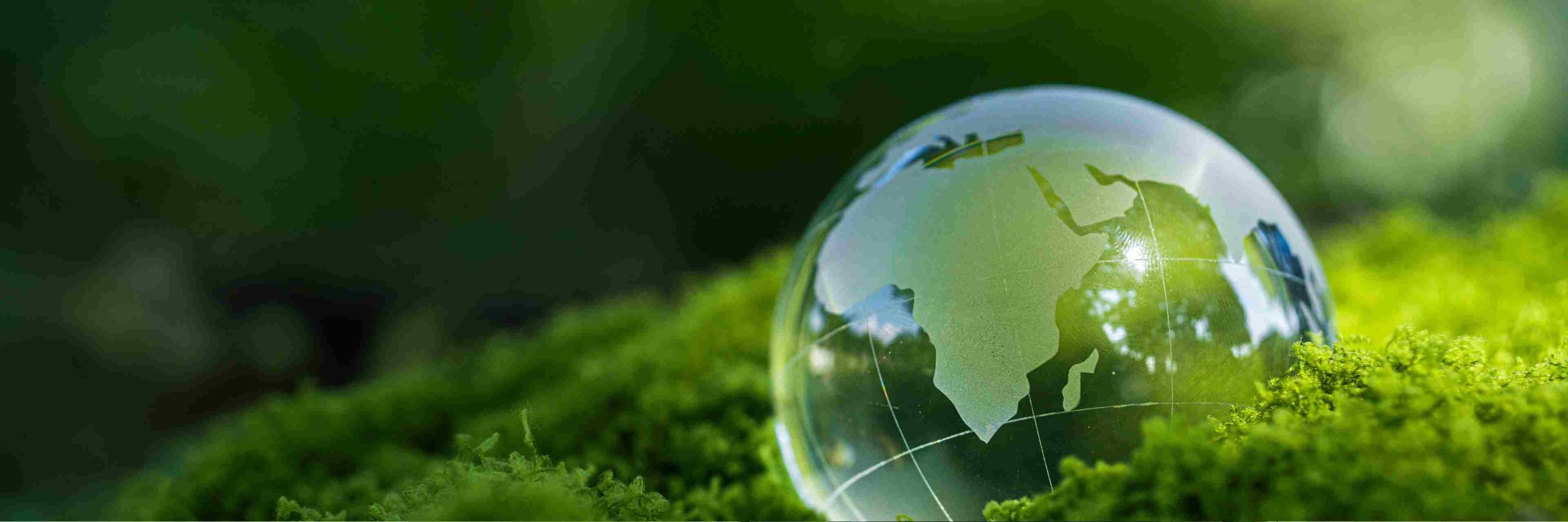 World Environment Day: How Local Actions Create Global Impact